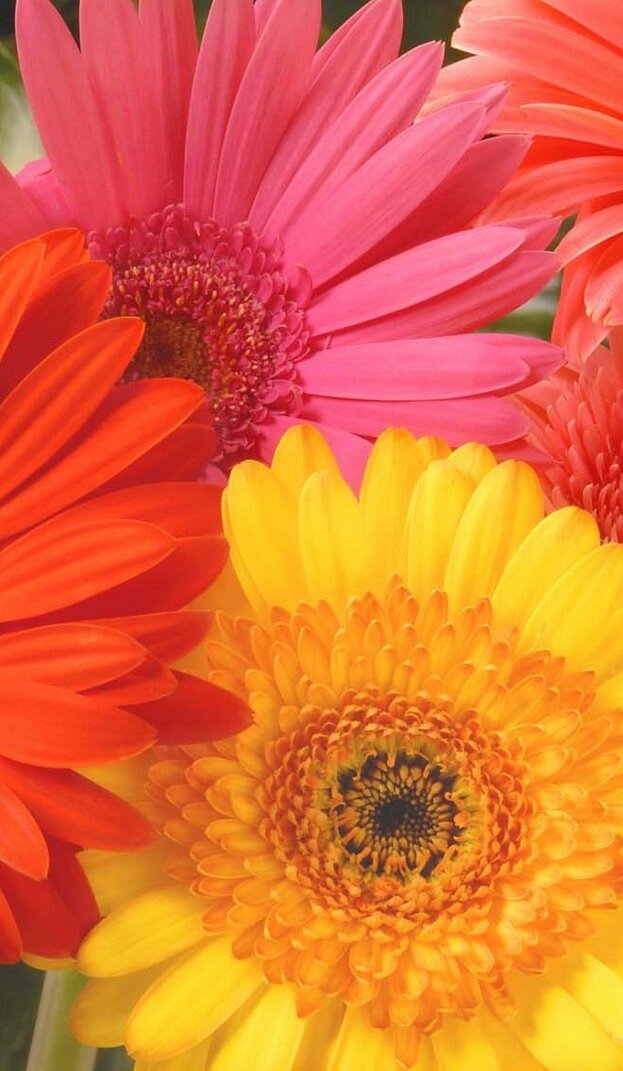 Gerber Daisy asst
